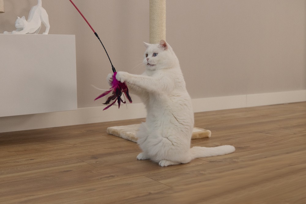 Beeztees Kedi Oltası, Tüylü, Çeşitli Renklerde,