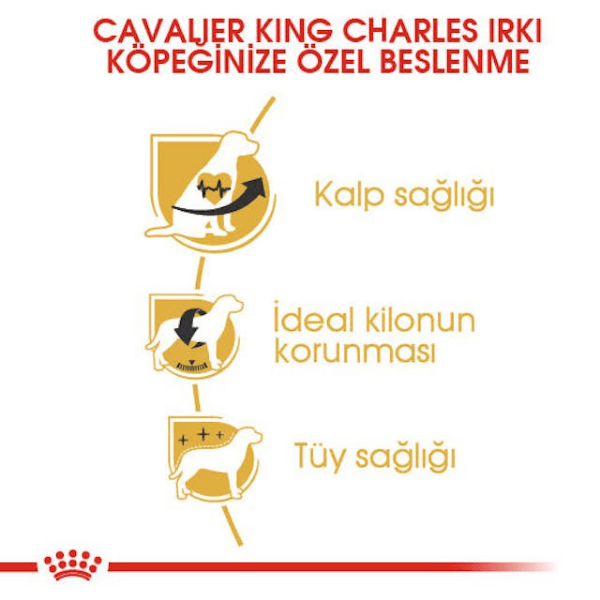 Royal Canin Adult Cavalier King Charles Yetişkin Köpek Maması 3Kg