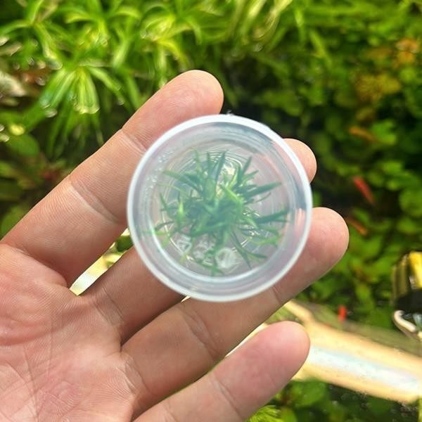 Cryptocoryne Parva Küçük In Vitro Cup Canlı Bitki