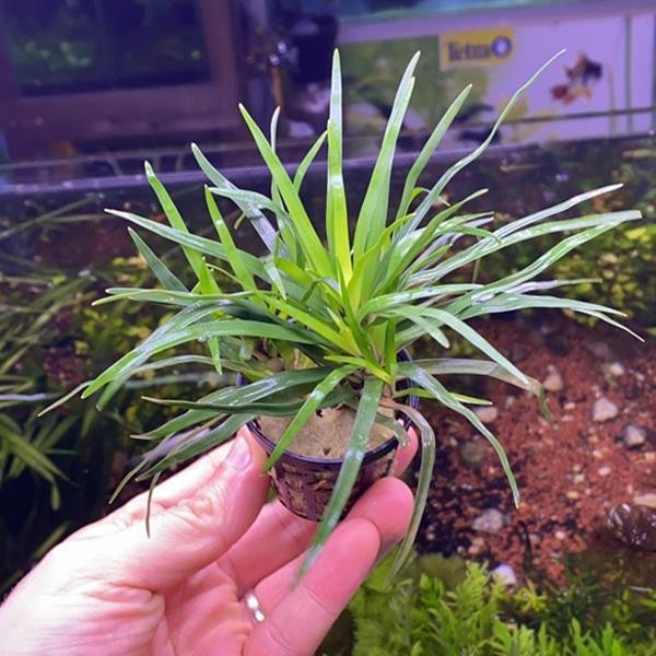 Eriocaulon Cinereum In Vitro Canlı Bitki