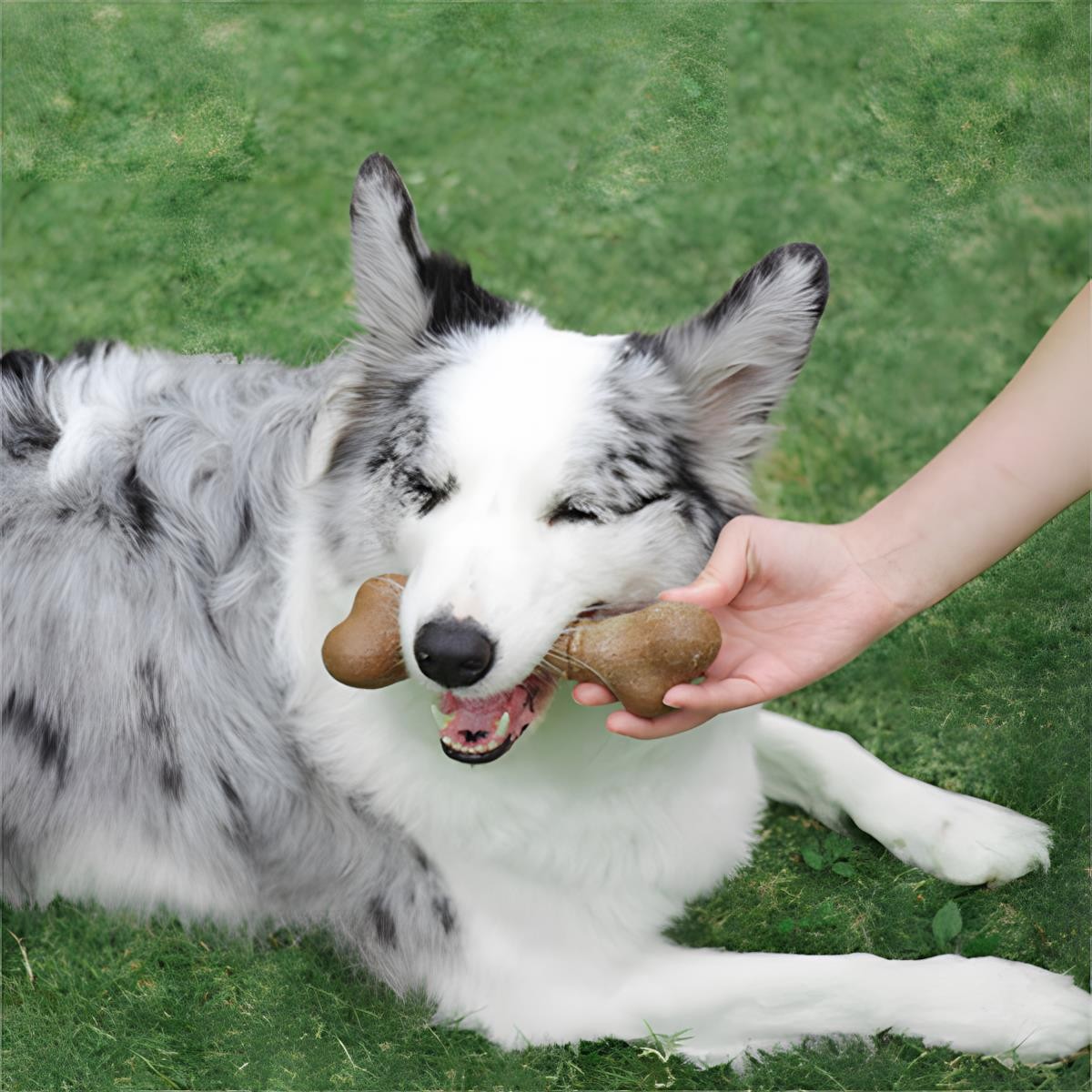 M-Pets Chewood Large Bone Köpek Oyuncağı