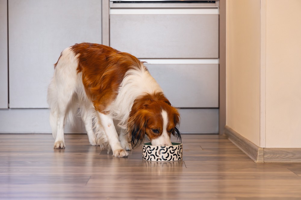 Beeztees Köpek Mama Su Kabı, Seramik, Yeşil Beyaz, 16cm, 800ml