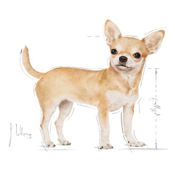 Royal Canin Chihuahua Adult Yaş Köpek Maması 85gr