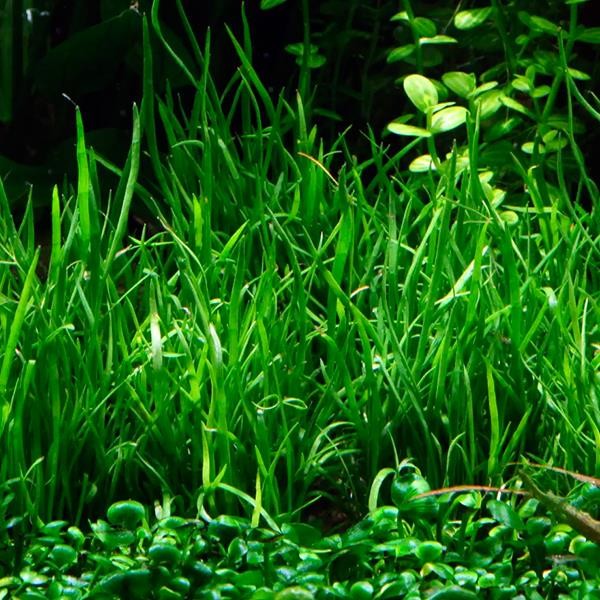 Lilaeopsis Mauritiana In Vitro Canlı Bitki