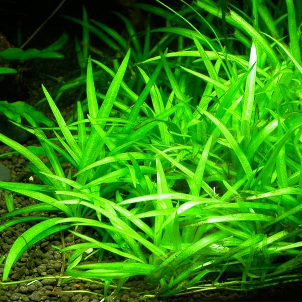 Echinodorus Bolivianus In Vitro Canlı Bitki