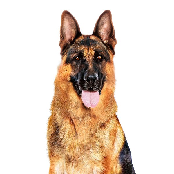 Royal Canin Büyük Irk Konserve Köpek Maması 410gr