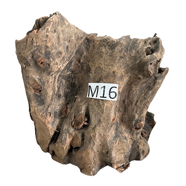 Medium 16