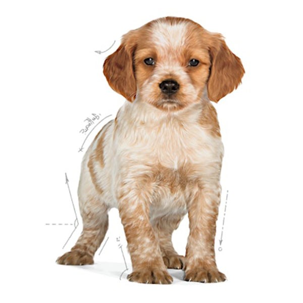 Royal Canin Medium Puppy Orta Irk Yavru Köpek Maması 4 Kg