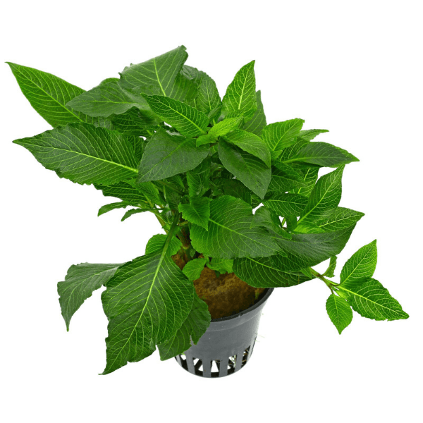 Hygrophila Corymbosa - Limon Saksı Canlı Bitki