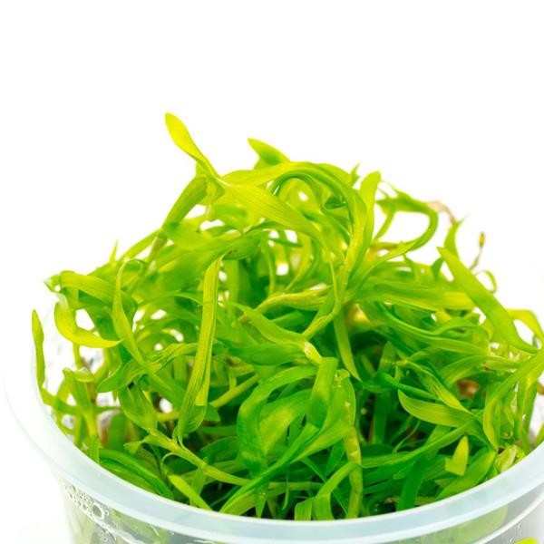 Heteranthera Stargrass In Vitro Cup Canlı Bitki