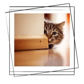 Kedi Anksiyetesi: Stres