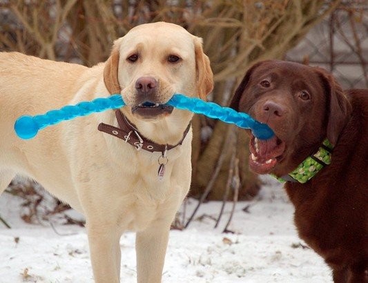 Kong Safestix Termoplastik Köpek Oyuncağı L 71cm