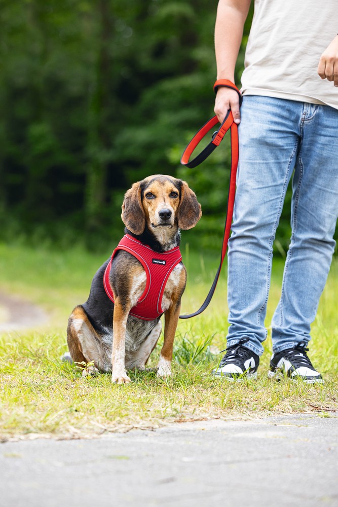 Beeztees Köpek Göğüs Tasması, Neopren, Kırmızı, M, 41-46cm