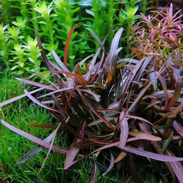 Hygrophila Araguaia In Vitro Canlı Bitki