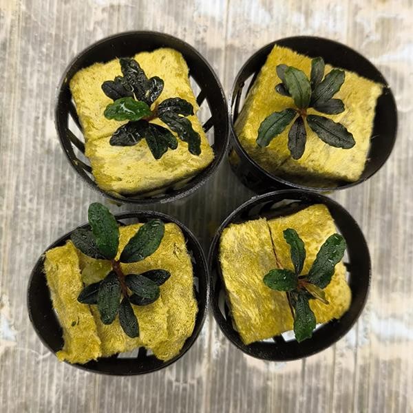 Bucephalandra Brownie Kapuas Saksı Canlı Bitki