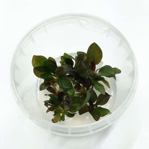 Echinodorus Reni In Vitro Canlı Bitki