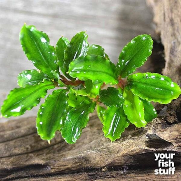 Bucephalandra Green Wavy In Vitro Canlı Bitki