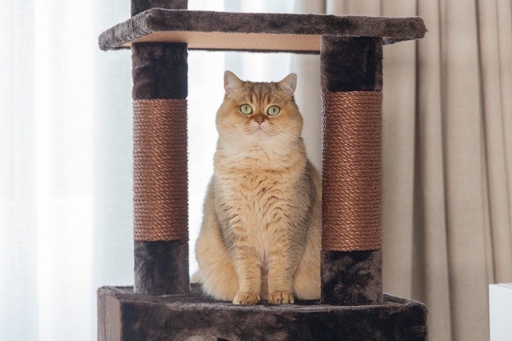 Beeztees Kedi Köşe Tırmalama ve Oyun Evi, Kahverengi, 40x40x135cm