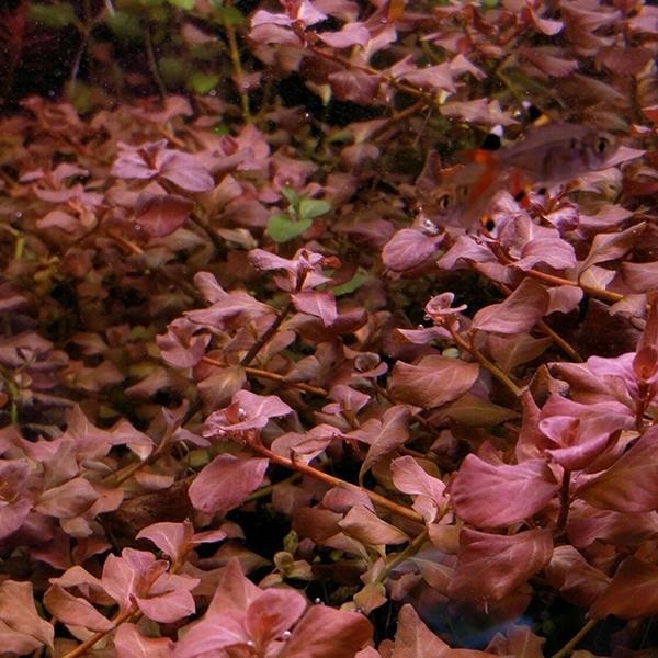 Ludwigia Ovalis Pink Saksı Canlı Bitki