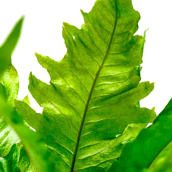 Microsorum Pteropus Apc Sunrise Saksı Canlı Bitki