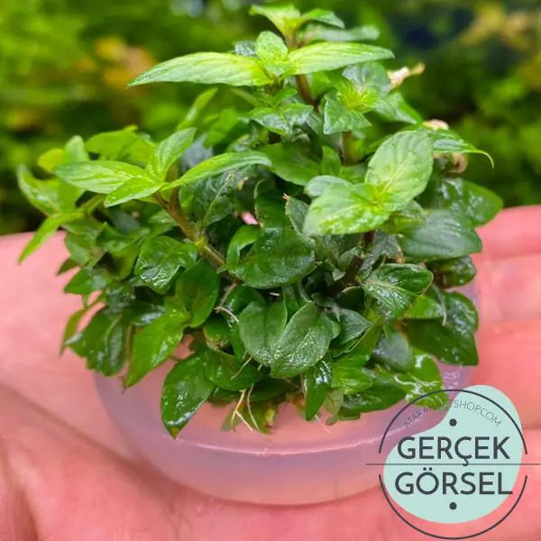 Staurogyne Repens Cup In Vitro Canlı Bitki