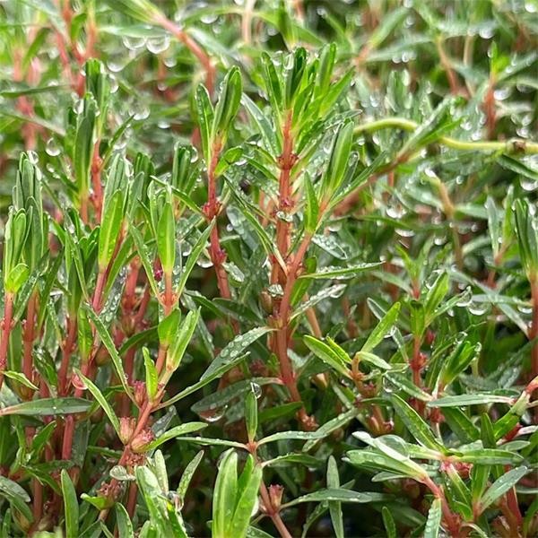 Rotala Florida In Vitro Canlı Bitki