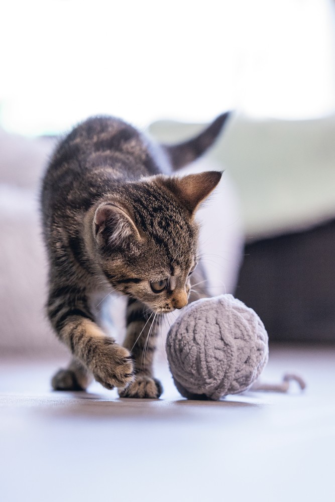 Beeztees Yavru Kedi Oyuncağı, Kuyruklu Yün Top, 6,5cm, 35cm kuyruk