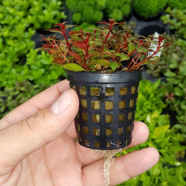 Ludwigia Mini Super Red Saksı Canlı Bitki