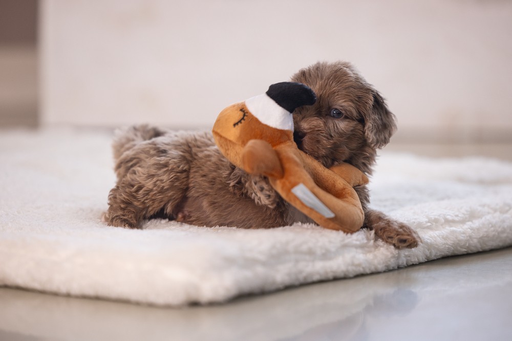 Beeztees Köpek Oyuncağı, Peluş, Kahverengi, 16x18x8,5cm