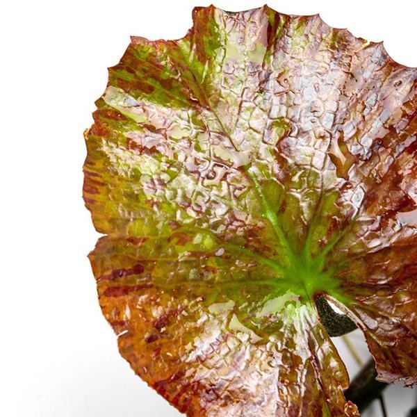 Nymphaea Zenkeri Green Yumru Soğan Canlı Bitki