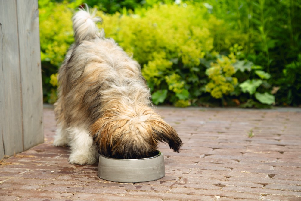 Beeztees DBL Köpek Mama Su Kabı, Dışı Beton, Paslanmaz Çelik, 16cm, 350ml