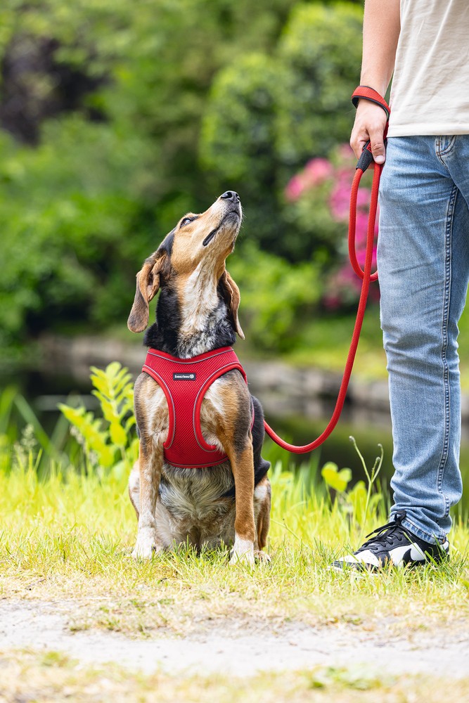 Beeztees Köpek Göğüs Tasması, Neopren, Kırmızı, M, 41-46cm