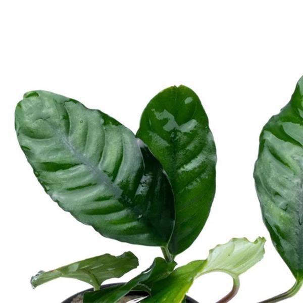 Anubias Coffeefolia Compact Saksı Canlı Bitki