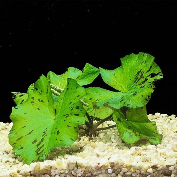 Nymphaea Zenkeri Green Yumru Soğan Canlı Bitki