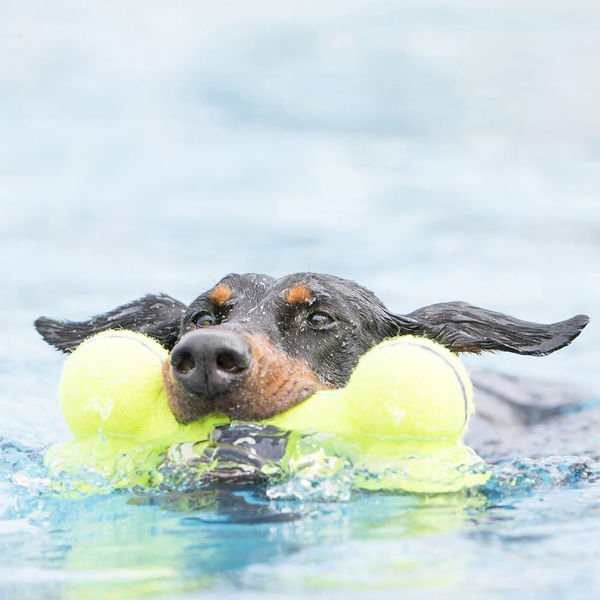 Kong Air Sq Sesli Kemik Köpek Oyuncağı M 15,5cm