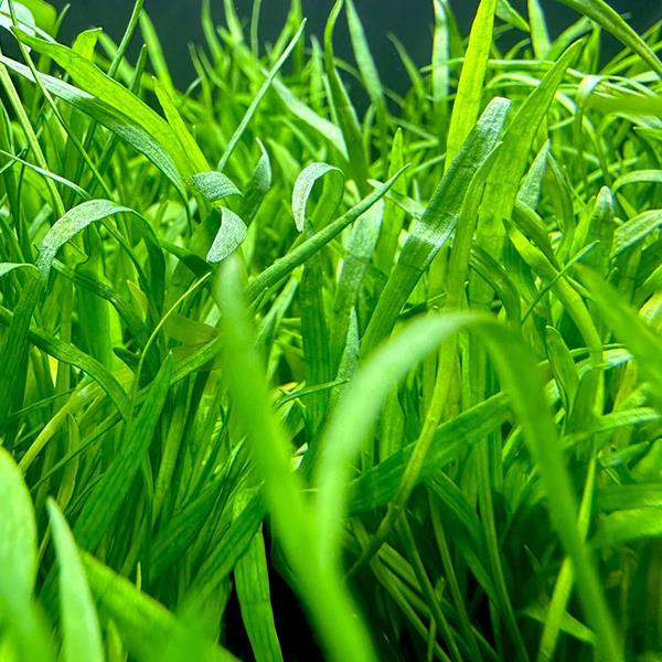 Lilaeopsis Novaezelandiae In Vitro Canlı Bitki