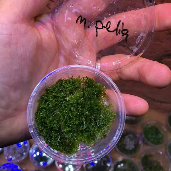 Mini Pellia Moss Kutu Canlı Bitki