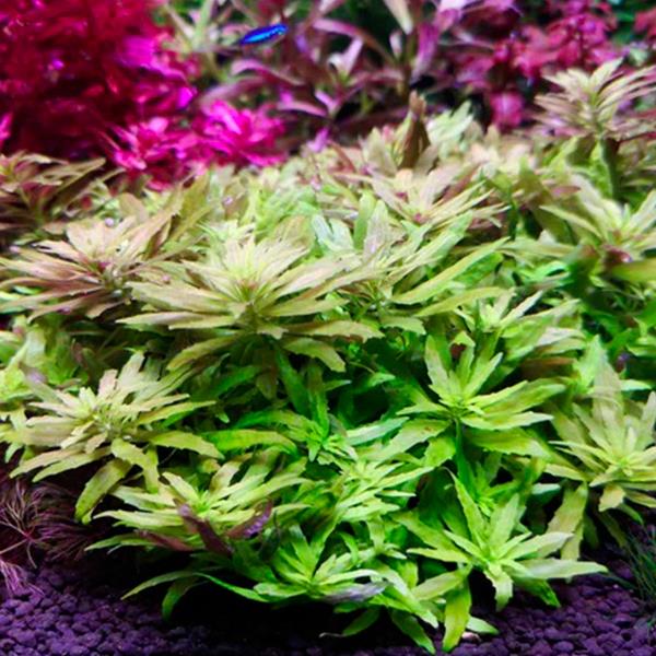 Limnophila Sp Kalimantan Mini Saksı Canlı Bitki
