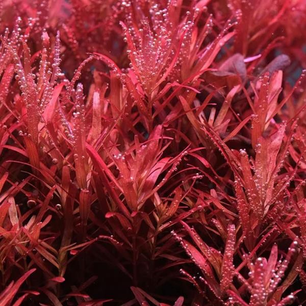 Rotala Rotundifolia Red In Vitro Canlı Bitki