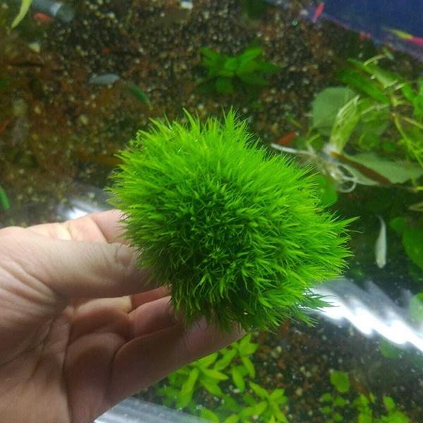Dicranum Scoparium Moss Canlı Bitki (Karasal Moss)