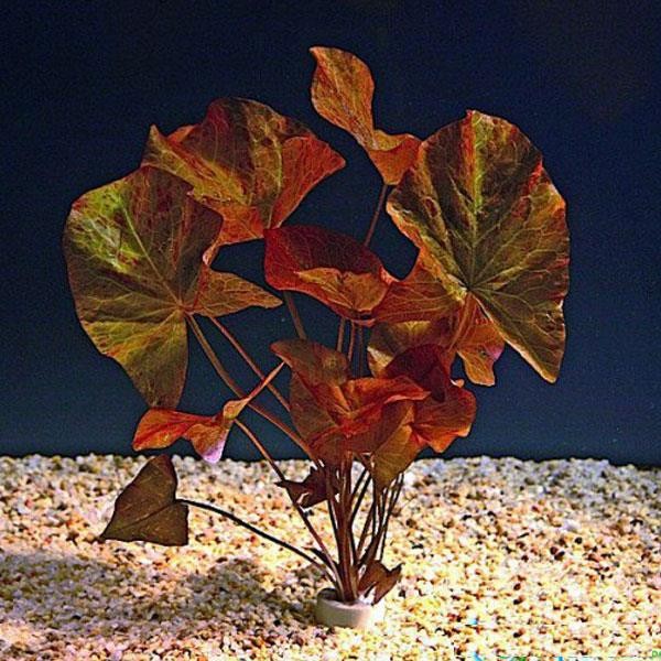 Nymphaea Lotus Zenkeri - Nilüfer Canlı Bitki Tek Soğan