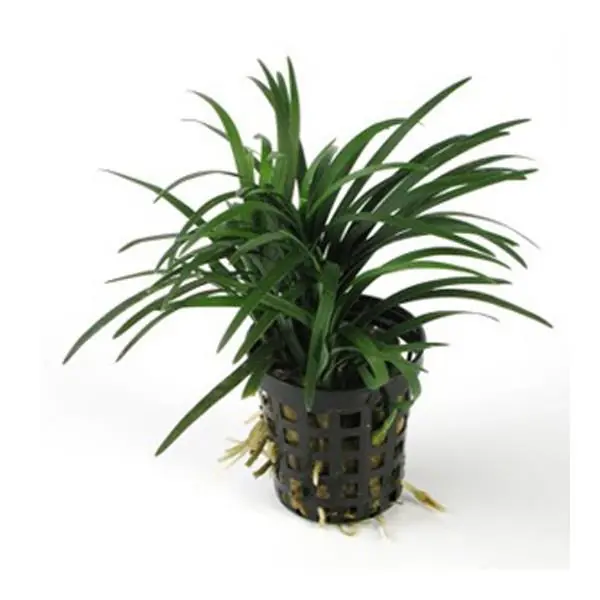 Ophiopogon Japonica Saksı Canlı Bitki