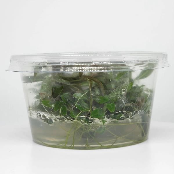 Hygrophila Araguaia In Vitro Canlı Bitki