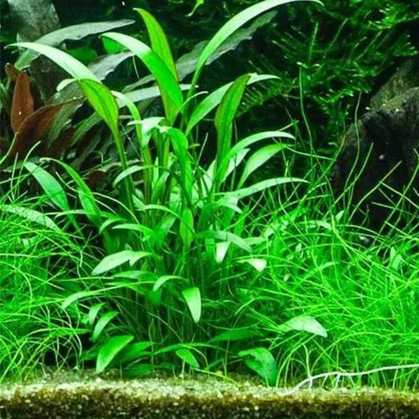 Cryptocoryne Wallisii Saksı Canlı Bitki