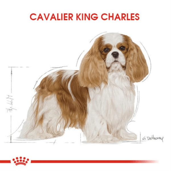 Royal Canin Adult Cavalier King Charles Yetişkin Köpek Maması 3Kg