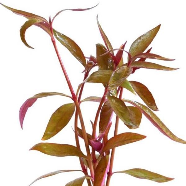 Alternanthera Lilacina Saksı Canlı Bitki