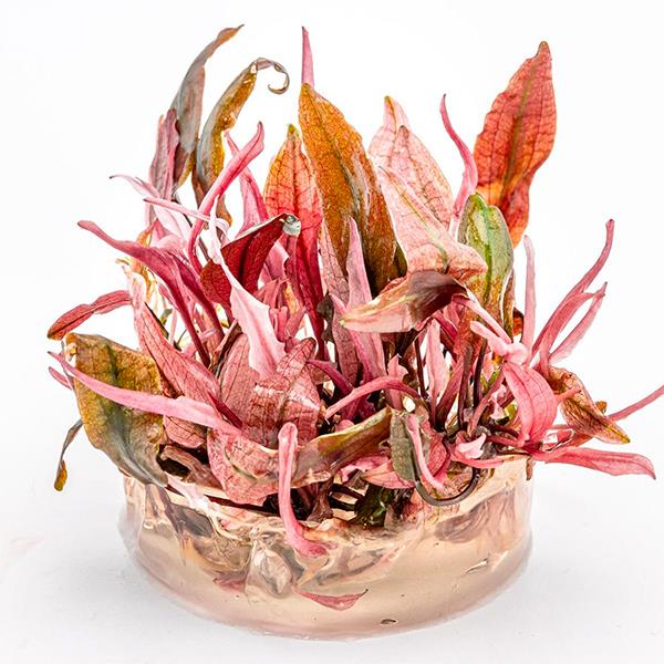 Cryptocoryne Flamingo In Vitro Canlı Bitki