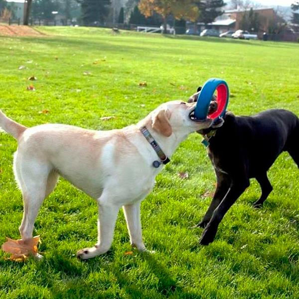 Chuckit Fetch Whell Köpek Oyun Halkası Küçük Boy