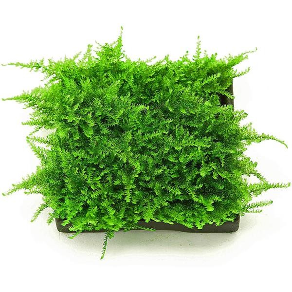 Christmas Moss Yeni Sarım Canlı Bitki 5x5 Cm