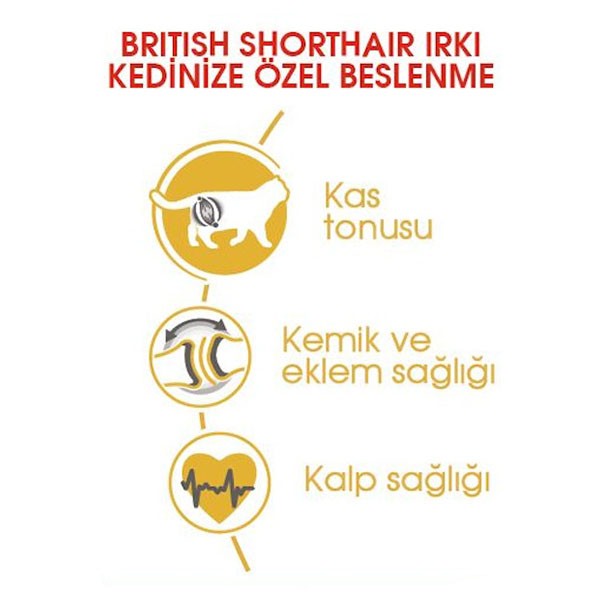 Royal Canin British Shorthair Yetişkin Kedi Maması 10 Kg